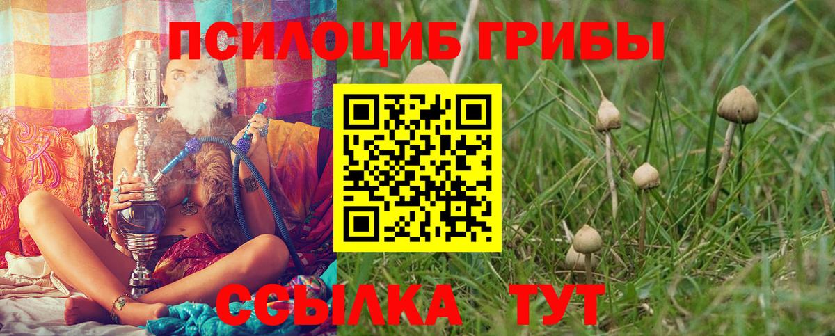 Псилоцибиновые грибы Psilocybe Якутск